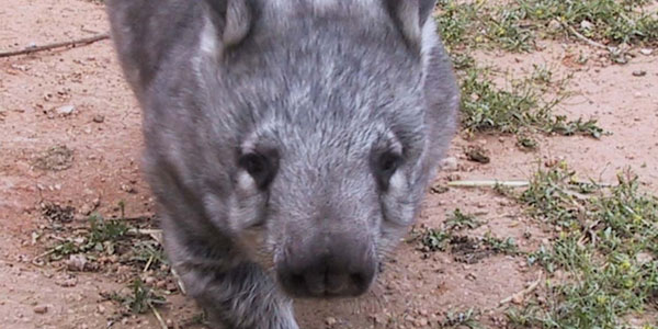 The Determination of a Wombat: Landing a job in National Parks & U.S. Forests