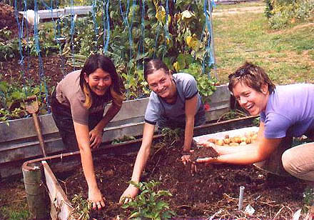 WWOOFers digging for spuds in New Zealand