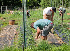 Whether planting or harvesting in the vegetable gardens or tending to an array of livestock including sheep, goats, pigs, chickens, cows, llamas, turkeys, and more, residents and staff work together to maintain the Ranch's working farm (and more!).